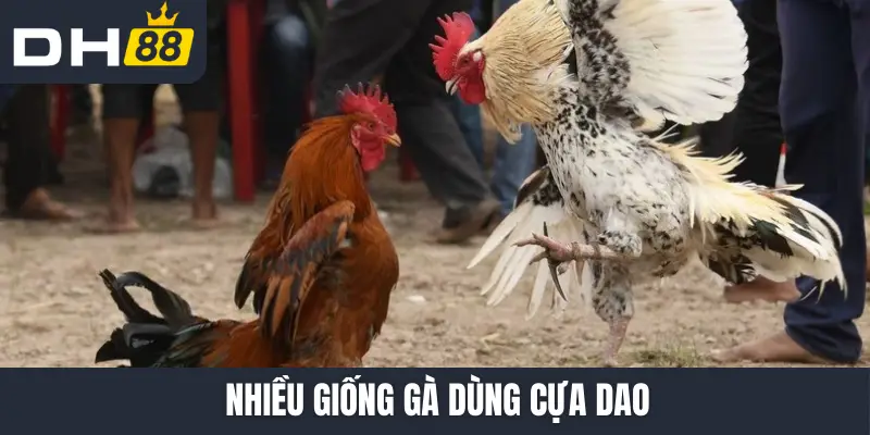 Nhiều giống gà dùng cựa dao
